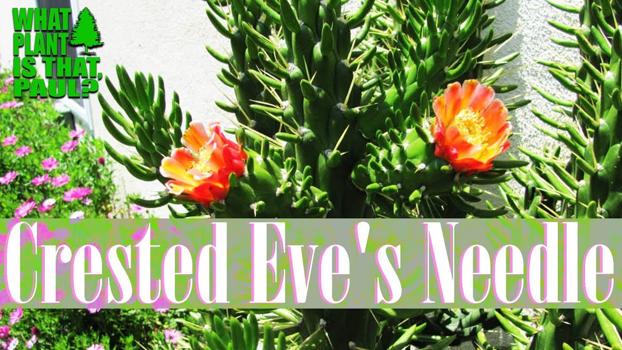 Crested Eve's Needle - branches form delightful, snaky, ridged or crowded hemispherical clusters.