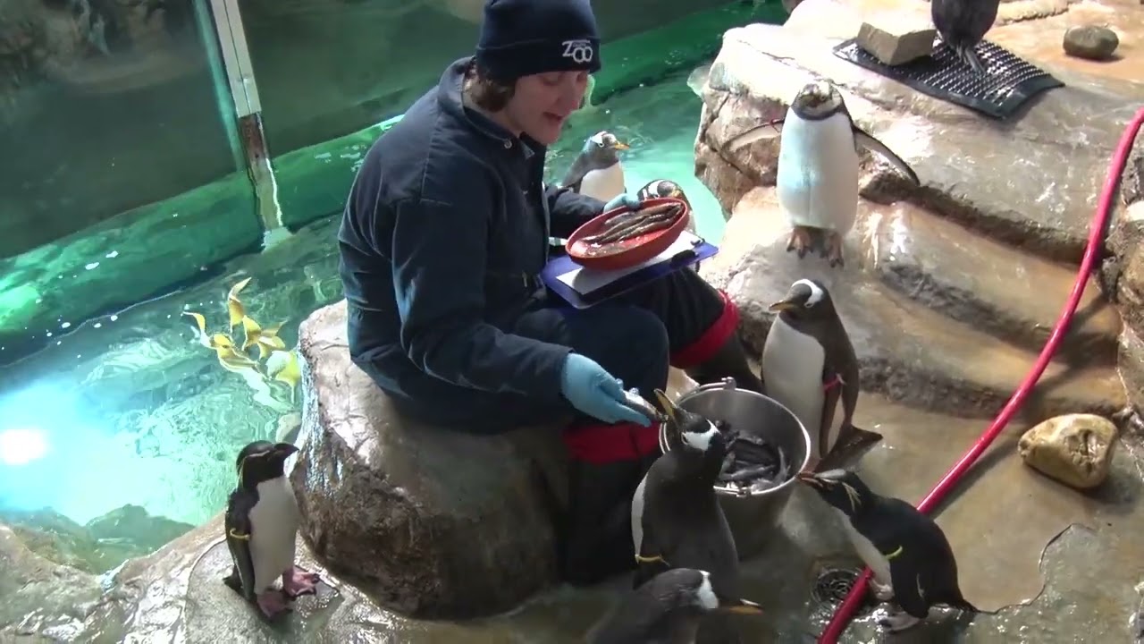 Rockhopper and Gentoo Penguin Feeding