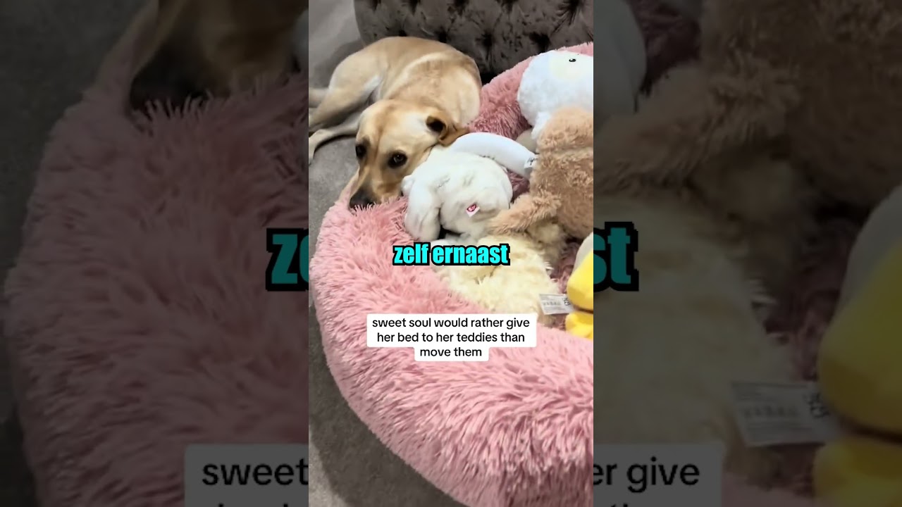 Deze hond stopt haar knuffels in bed&hellip; en slaapt zelf op de grond 🥺 #sehar