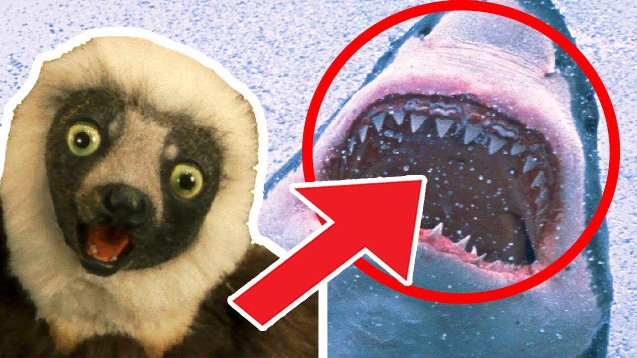 🐒 Zoboomafoo 🐒 Season | 2 HOUR Compilation | 🍌 FULL EPISODES 🍌