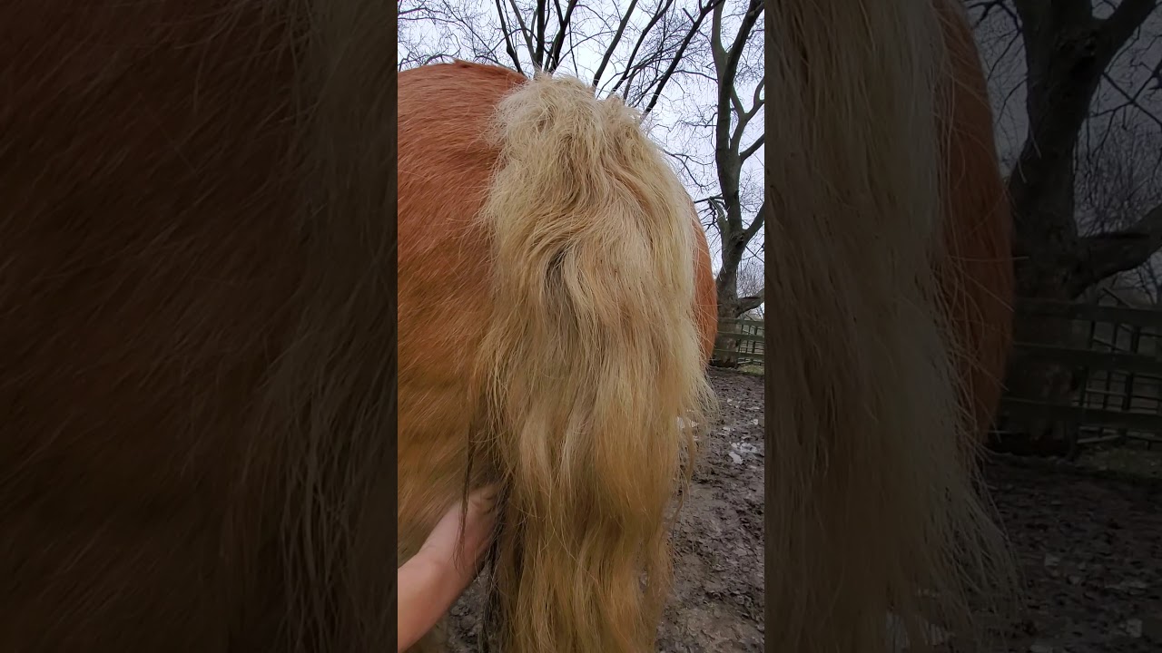 butt scratches mollayh