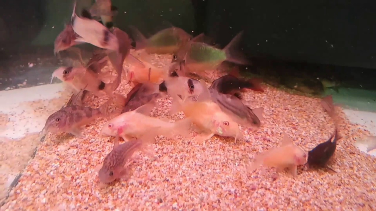 Brochis splendens, Corydoras black venezuela, sterbai, panda,schulzei,paleatus long fin,elegans