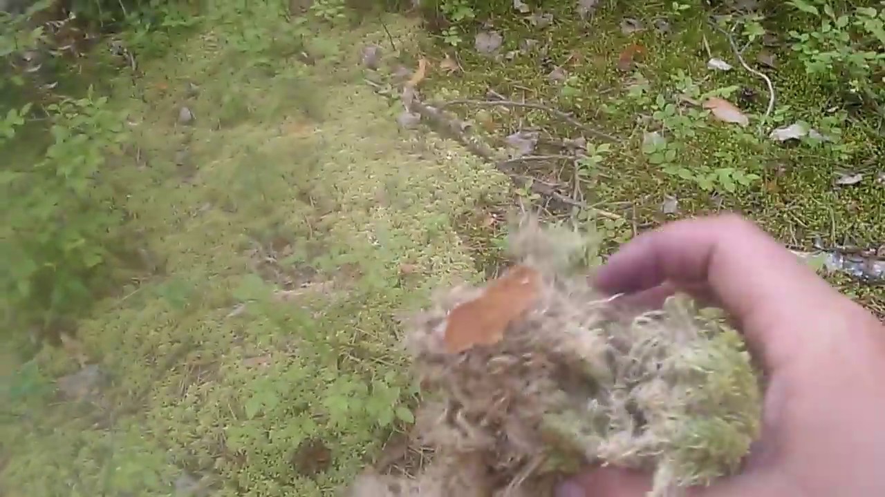 Мох сфагнум и кукушкин лен