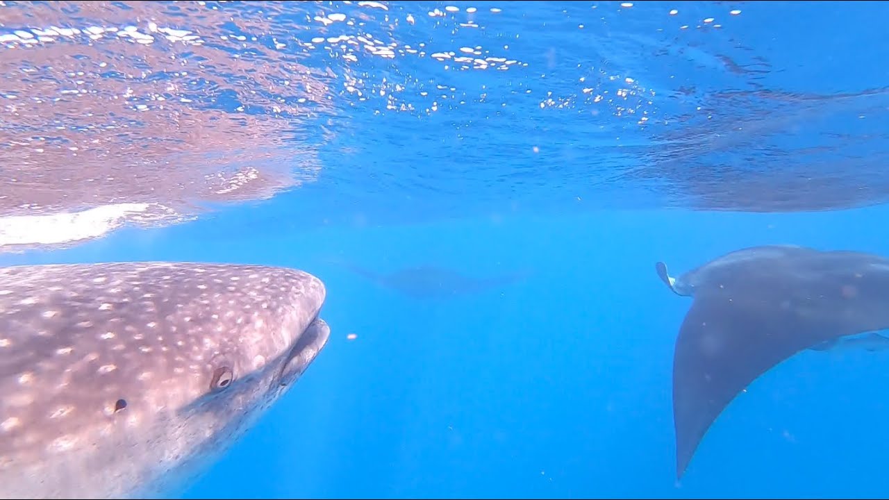 Whale Shark (and Manta Ray) Snorkeling Isla Mujeres • Cancun • Mexico • GoPro