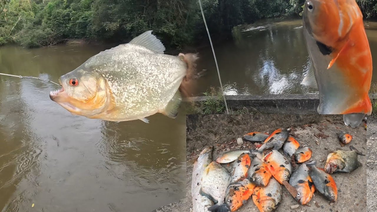 Pesca de Pirañas y caribes morichaleros por montones con amigos 