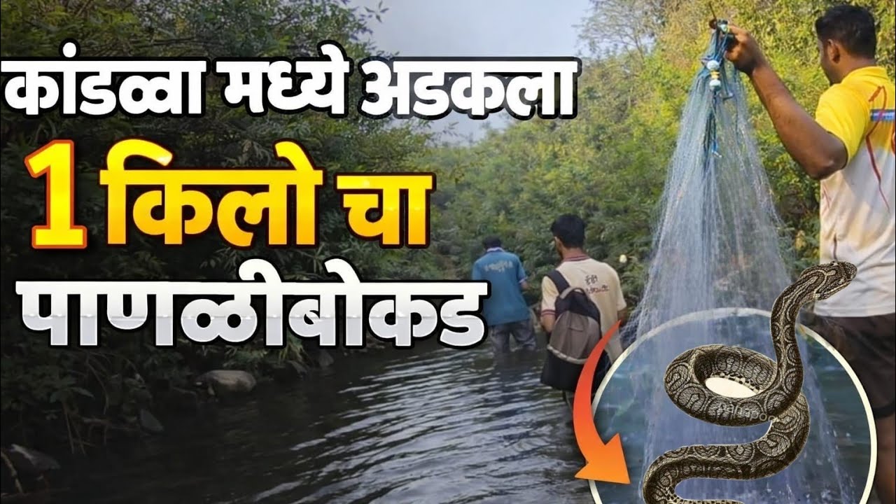 कांडळा मध्ये अडकला 1 किलो चा पाणळीबोकड...🐍