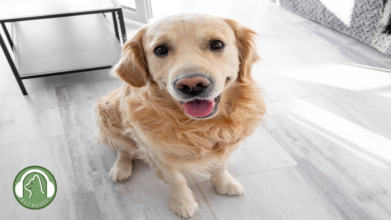 Музыка для снятия стресса для собак🐶Музыка для тревоги разлуки,Музыка психологического облегчения