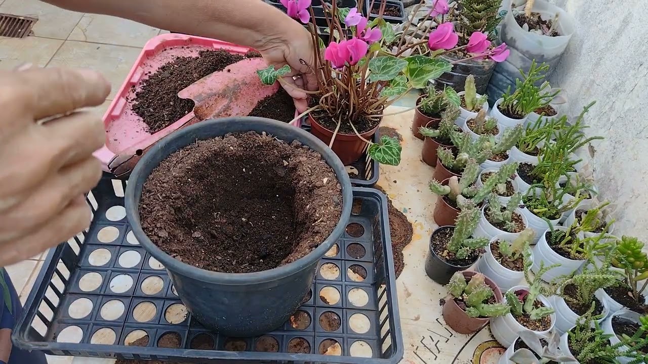 Trazendo vida a planta! Transportando para outro vaso!Cyclamen