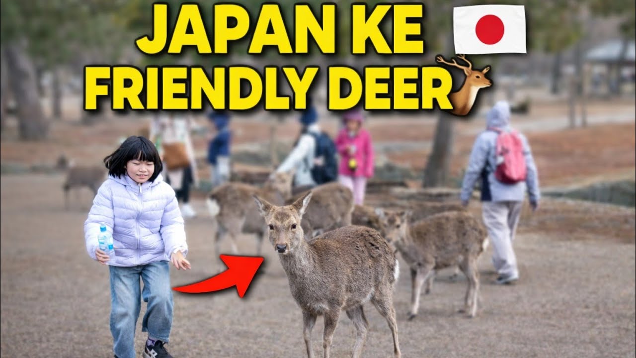 14 February 2026この写真は、日本の奈良公園で撮影されたようです。人と鹿が隣り合って歩き回っています🦌🇯🇵この場所は世界的に有名です。📍 奈良公園