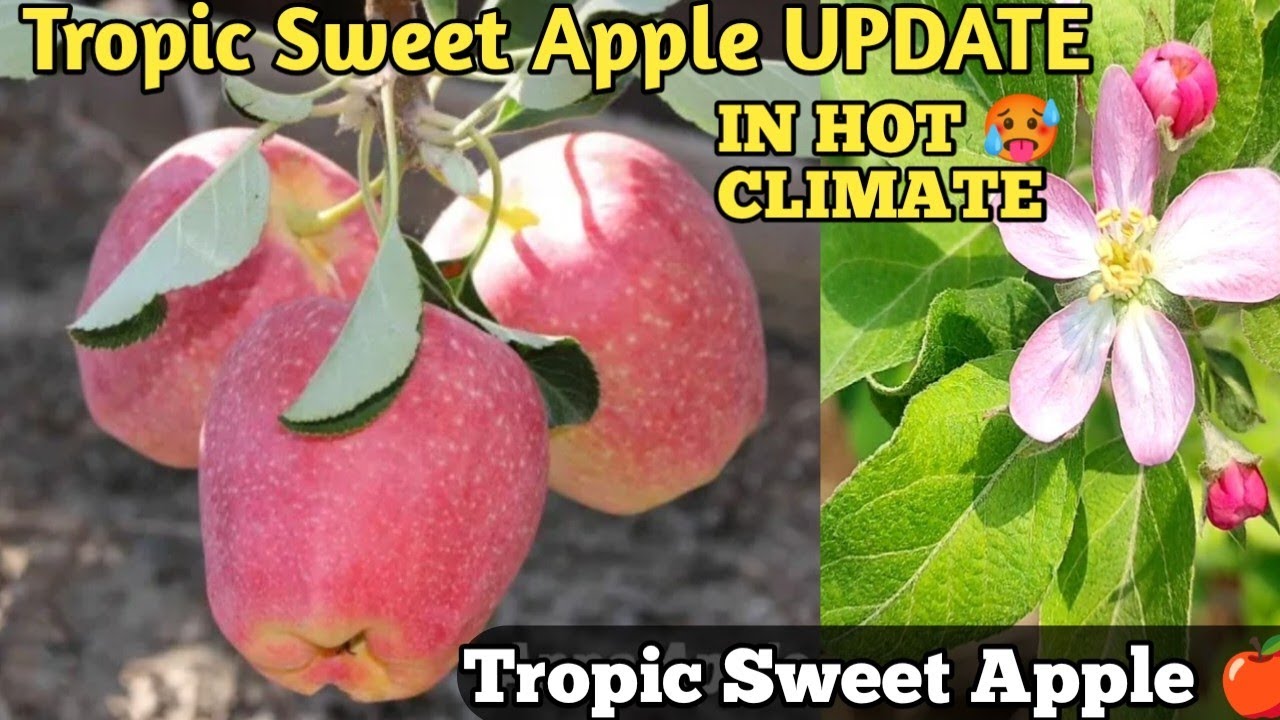 Tropic Sweet सेब 🍎 की खेती गर्म क्षेत्रों में ll Super Sweet 🍭 Apple Variety Tropic sweet Update