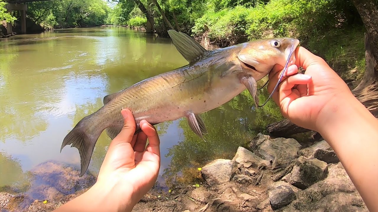 Catfish LOVE The Dropshot!
