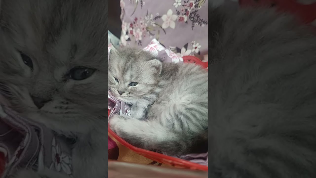cat_shorts is live