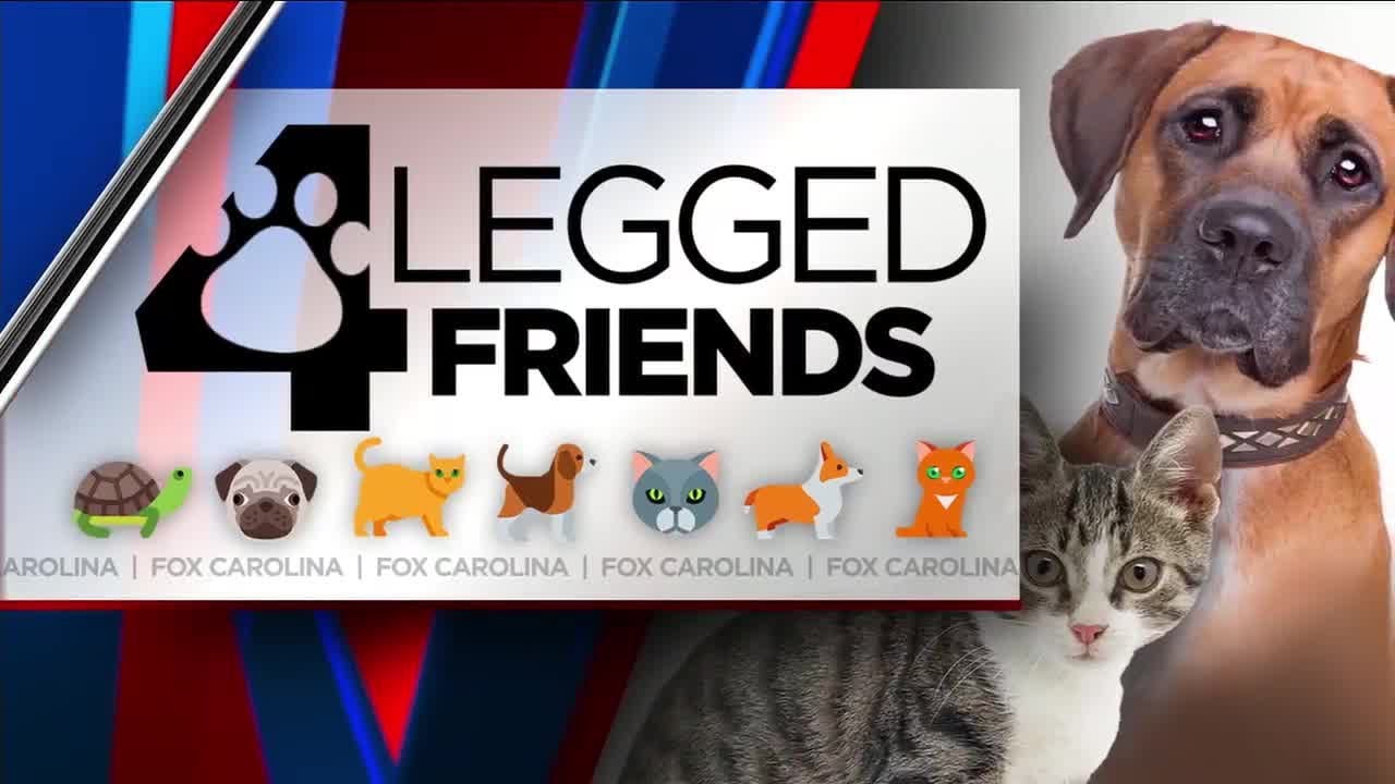 Four-Legged Friends: Orpheus