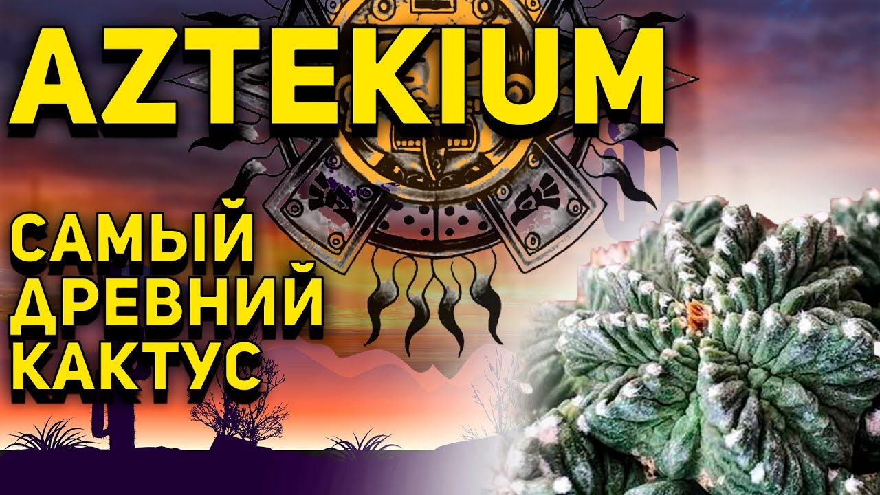 Кактус, который пережил века &mdash; что скрывает Ацтекиум?