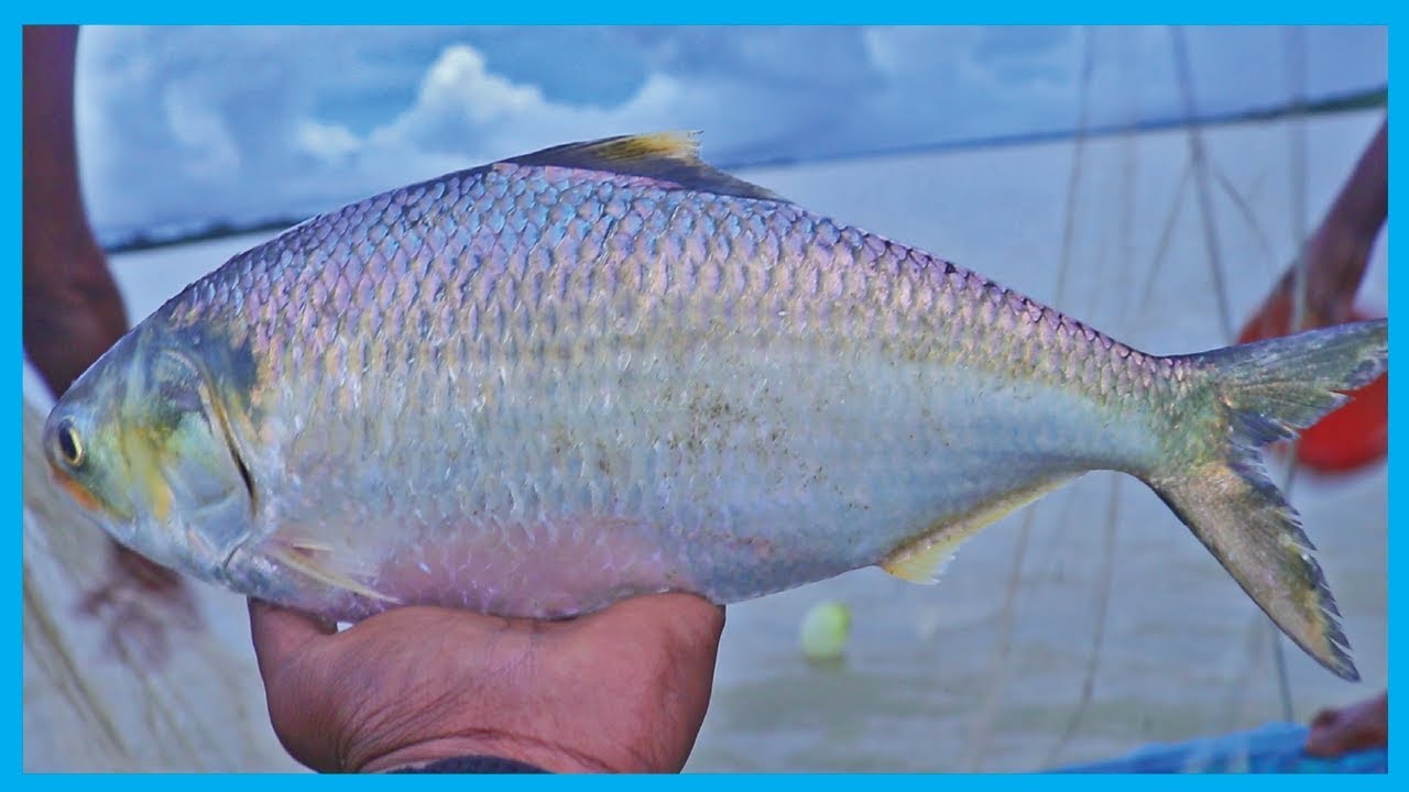 Amazing Fast Hilsa Fishing Skill (PART 42) - Catching Hilsa Fish Big on the Sea