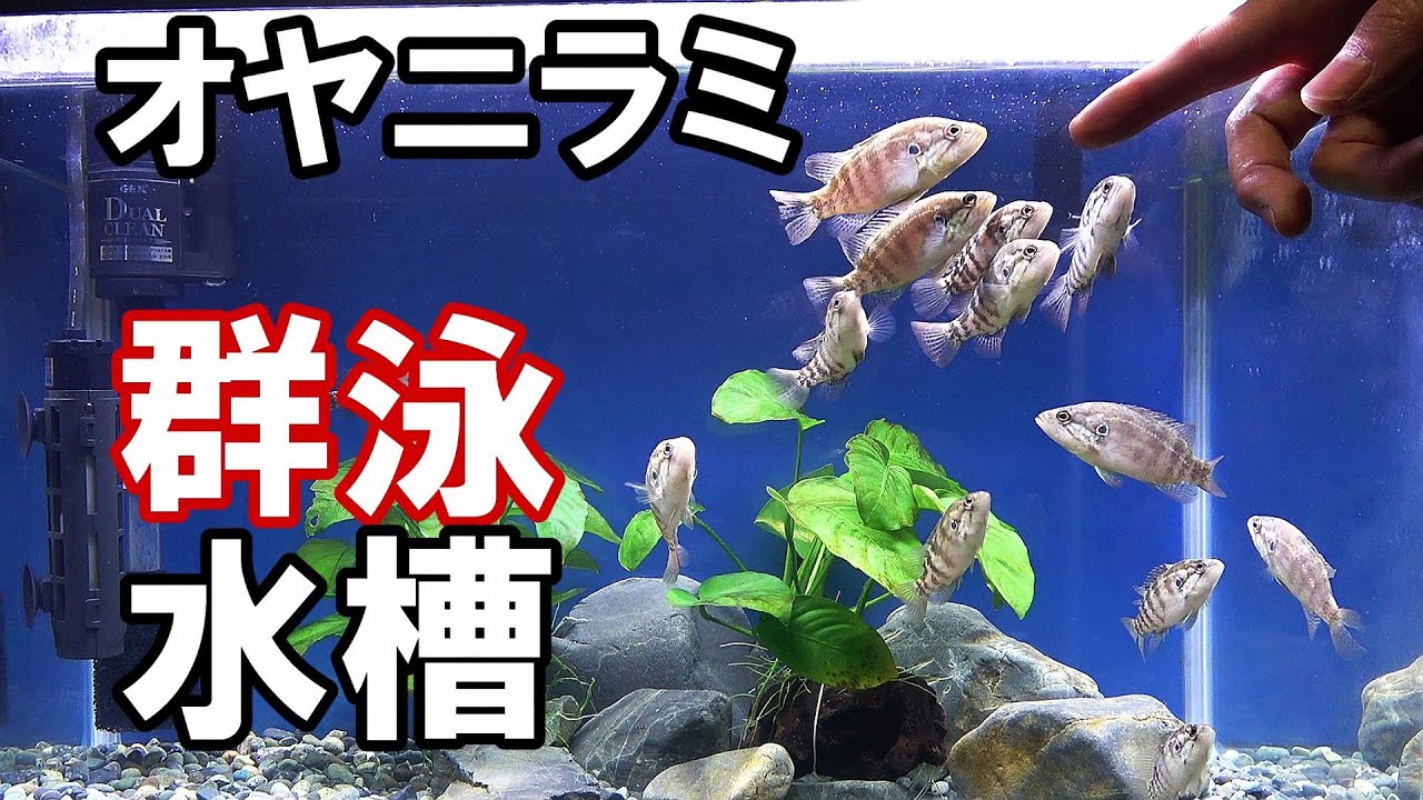 半年放置の汚れない上部フィルター、まだまだ絶好調！【オヤニラミ水槽】アクアリウム