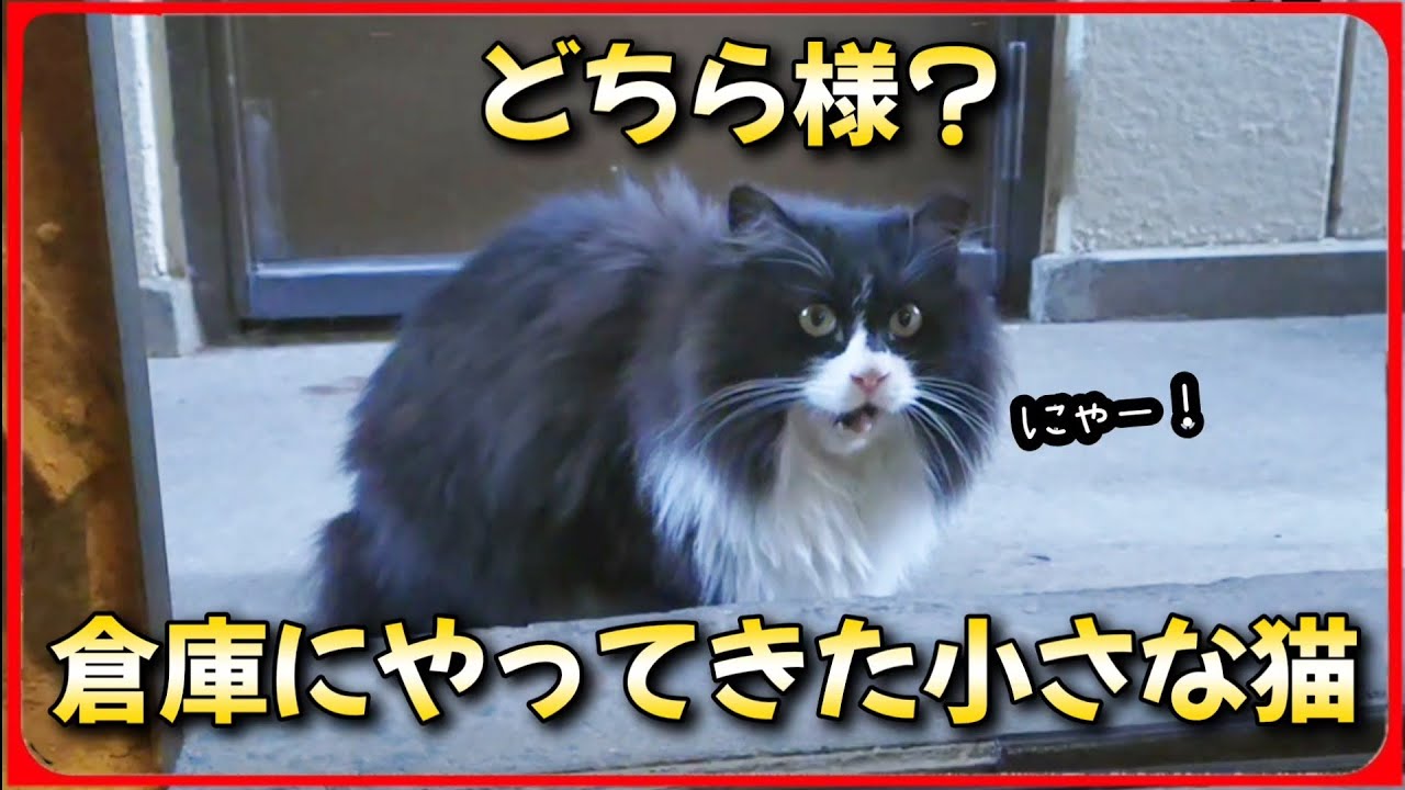 【また倉庫に小さな猫が来た】今度は白黒の小さな猫が現れました。20260125、カラス＆四つ足クインテット（仮）