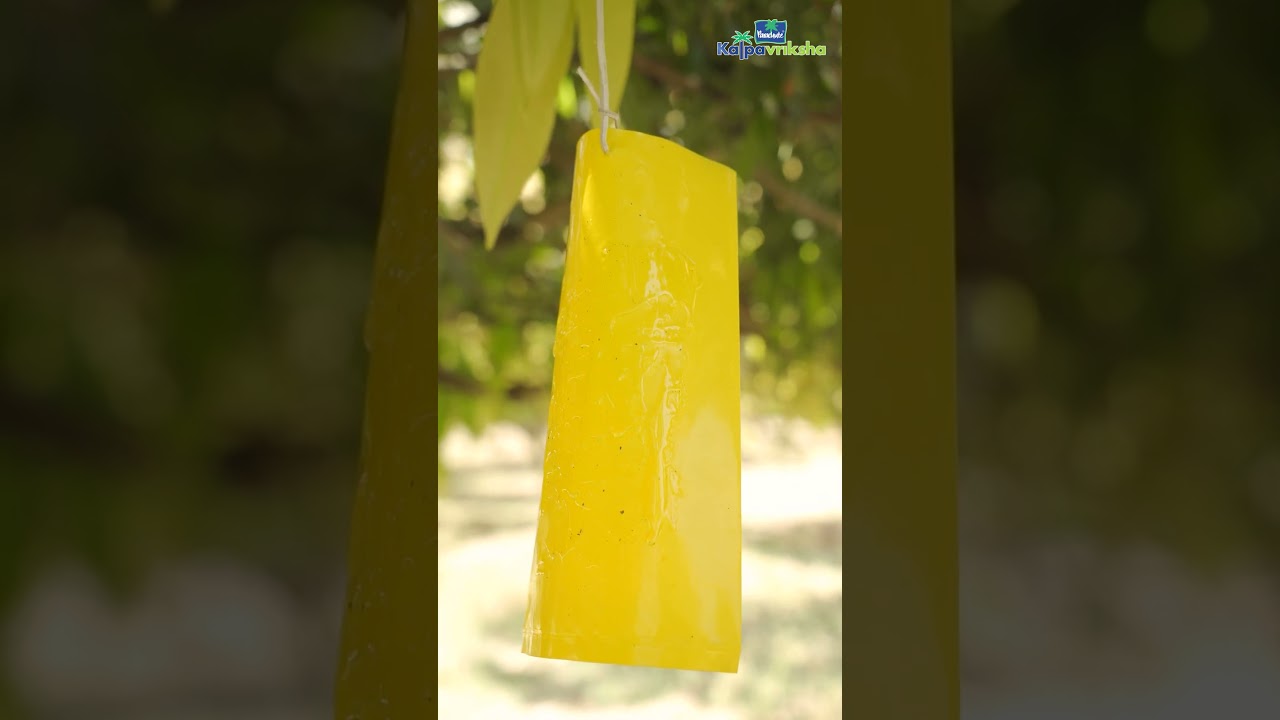 Controlling leaf hoppers using yellow traps