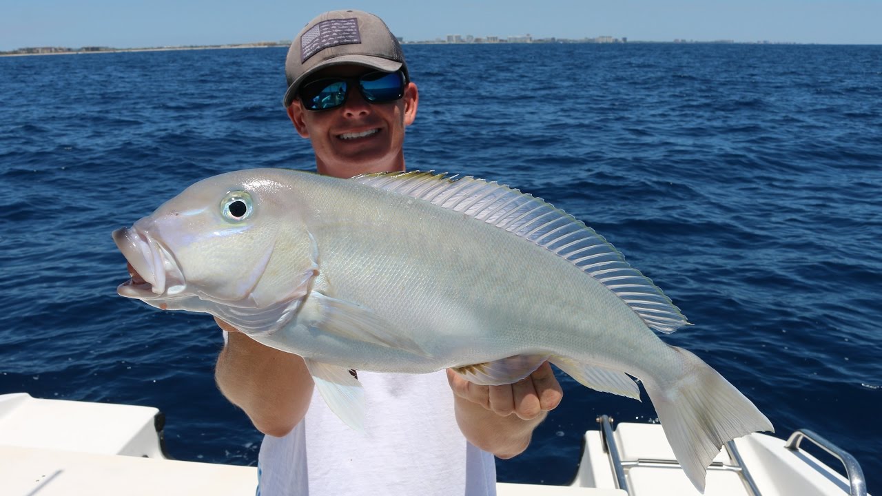 Eating a Fish That Could Poison Me... Catch, Clean and Cook- Blueline (Grey) Tilefish