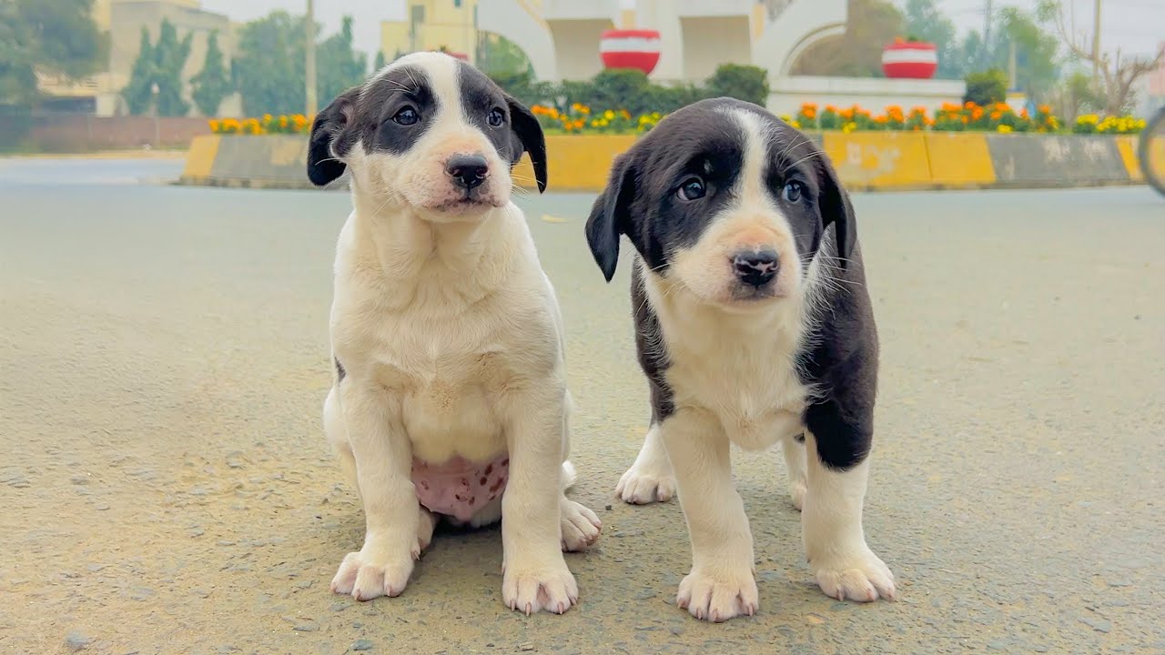 For 2 days, they were trying to charm every passerby, but they all pretended not to see.