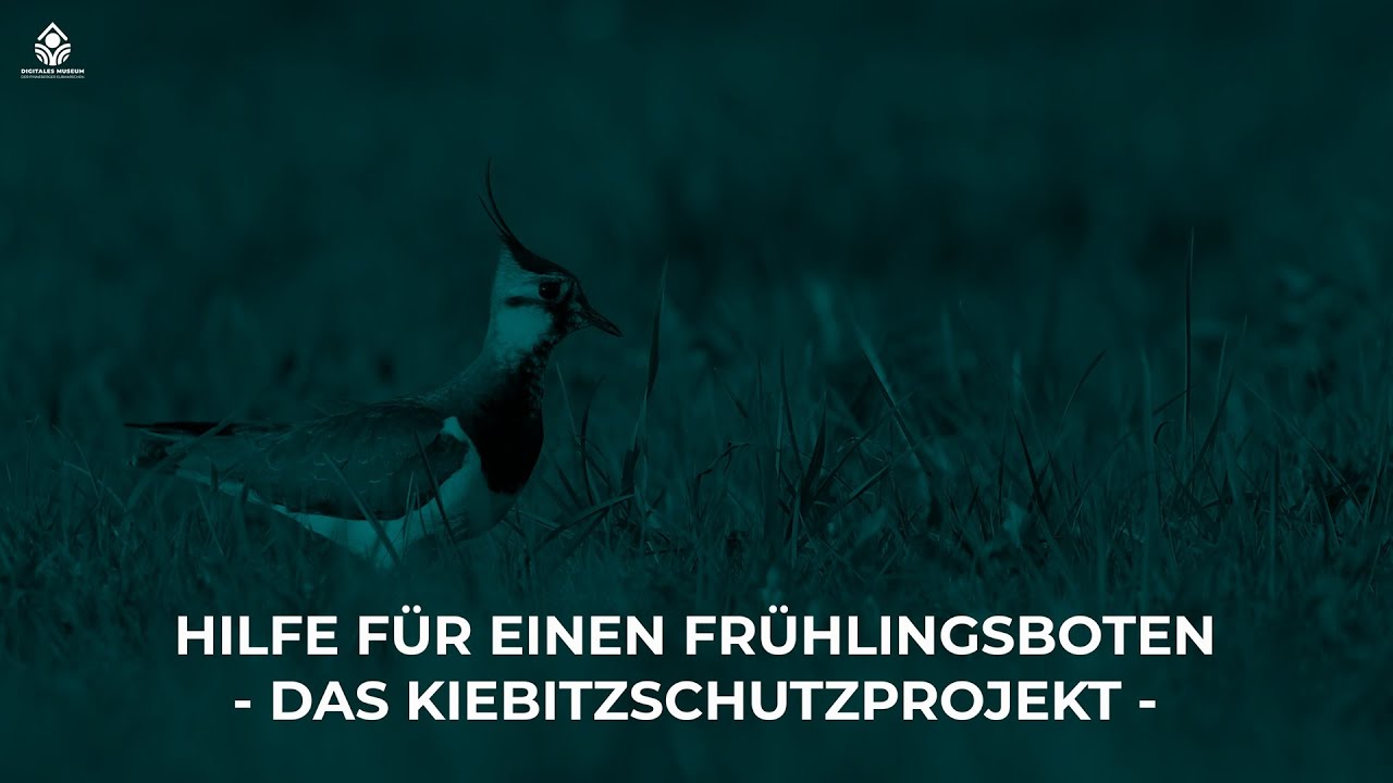 Das Kiebitz (-schutzprojekt)