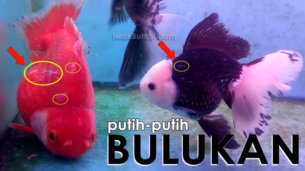 Ikan Mas Koki Jamuran, Bulukan Putih-Putih di Badan dan Ekor? Siapa Tahu Ini Penyebabnya