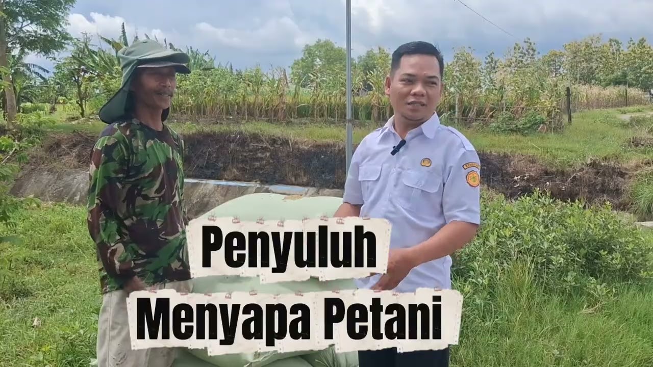 Penyuluh menyapa petani edisi di poktan karya makmur desa menongo kec. Sukodadi Lamongan