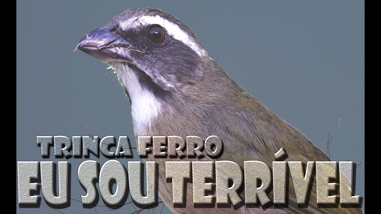 Trinca ferro cantando Eu sou terrível gravado ao vivo em HQ para ensinamento de filhotes