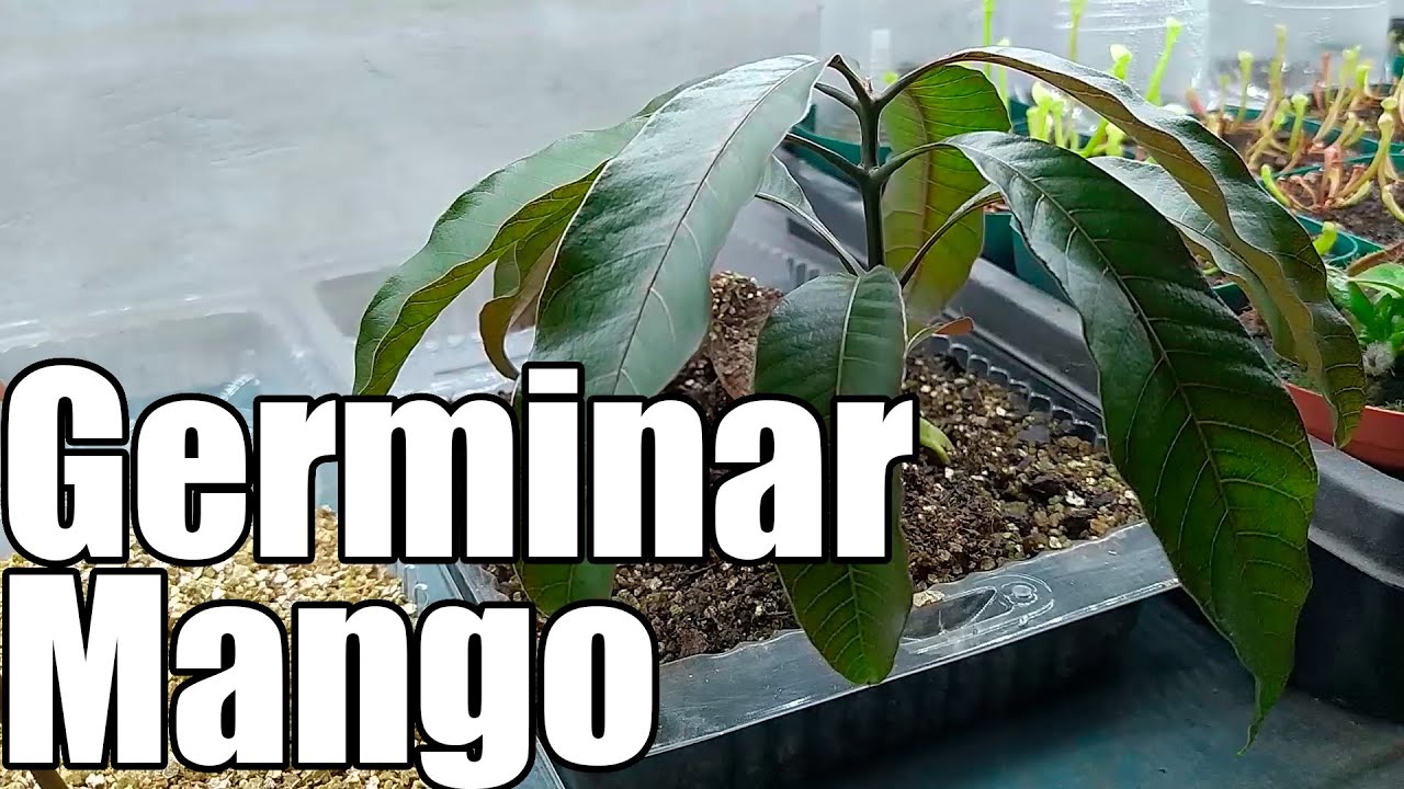 Como germinar semillas de MANGO || Bananafabric