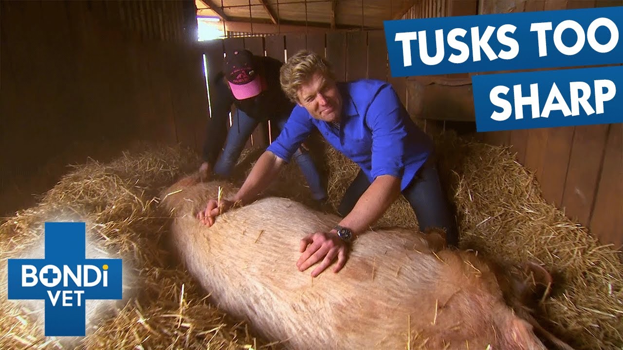 Cutting 220Kg Pig's Overgrown Tusks | Bondi Vet