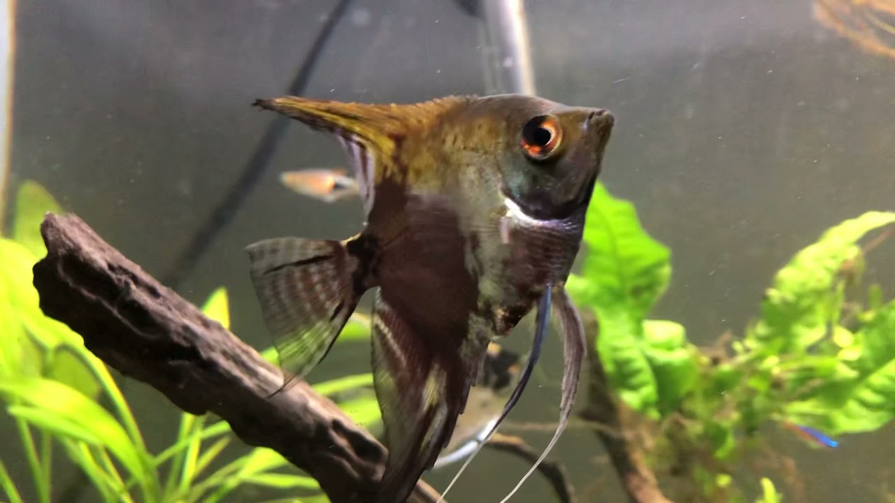 Can you keep angelfish and gourami fish together?