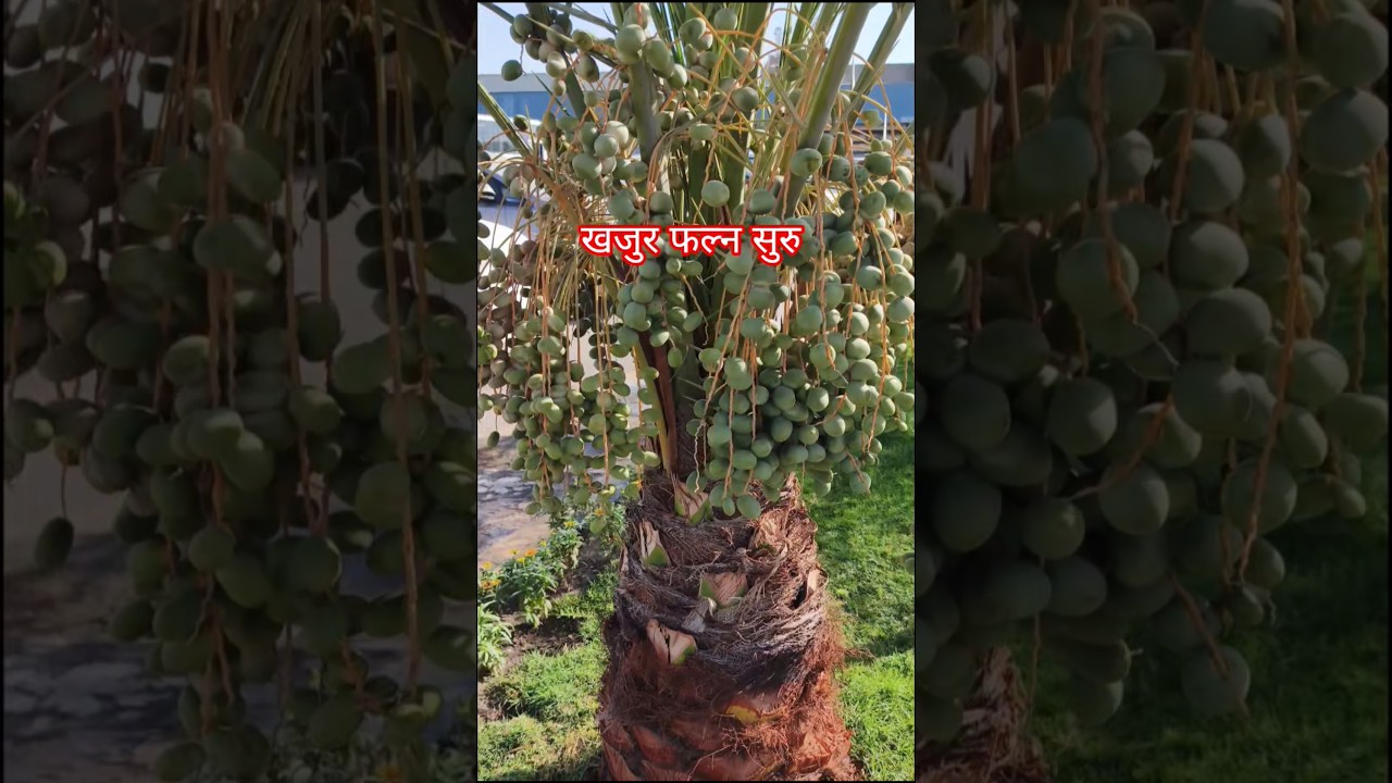 Khadi ma khajur kasari phalcha ? #shorts #saudifruit #tularambudhathoki