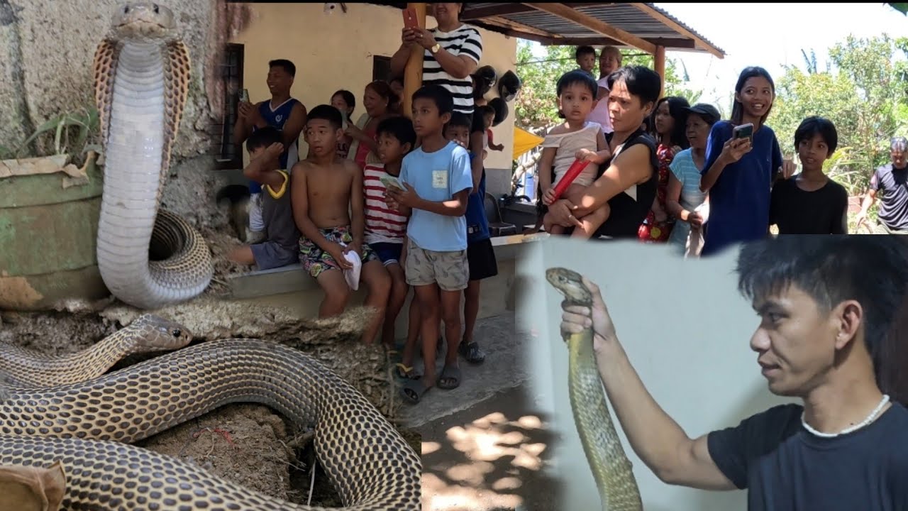 MGA NAKAKA KILABOT NA COBRA SA LOOB NG BAKURAN