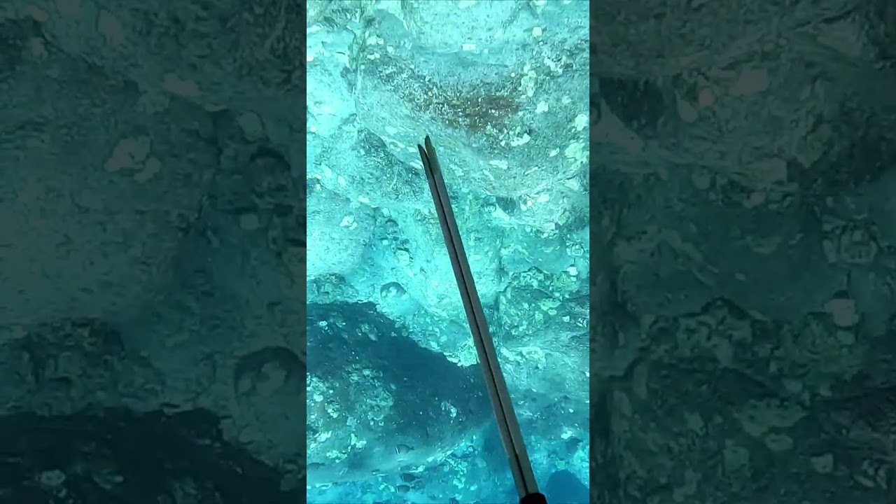 Spearfishing Do's and Don'ts! - 3 Prong a Fish Moving Away from You