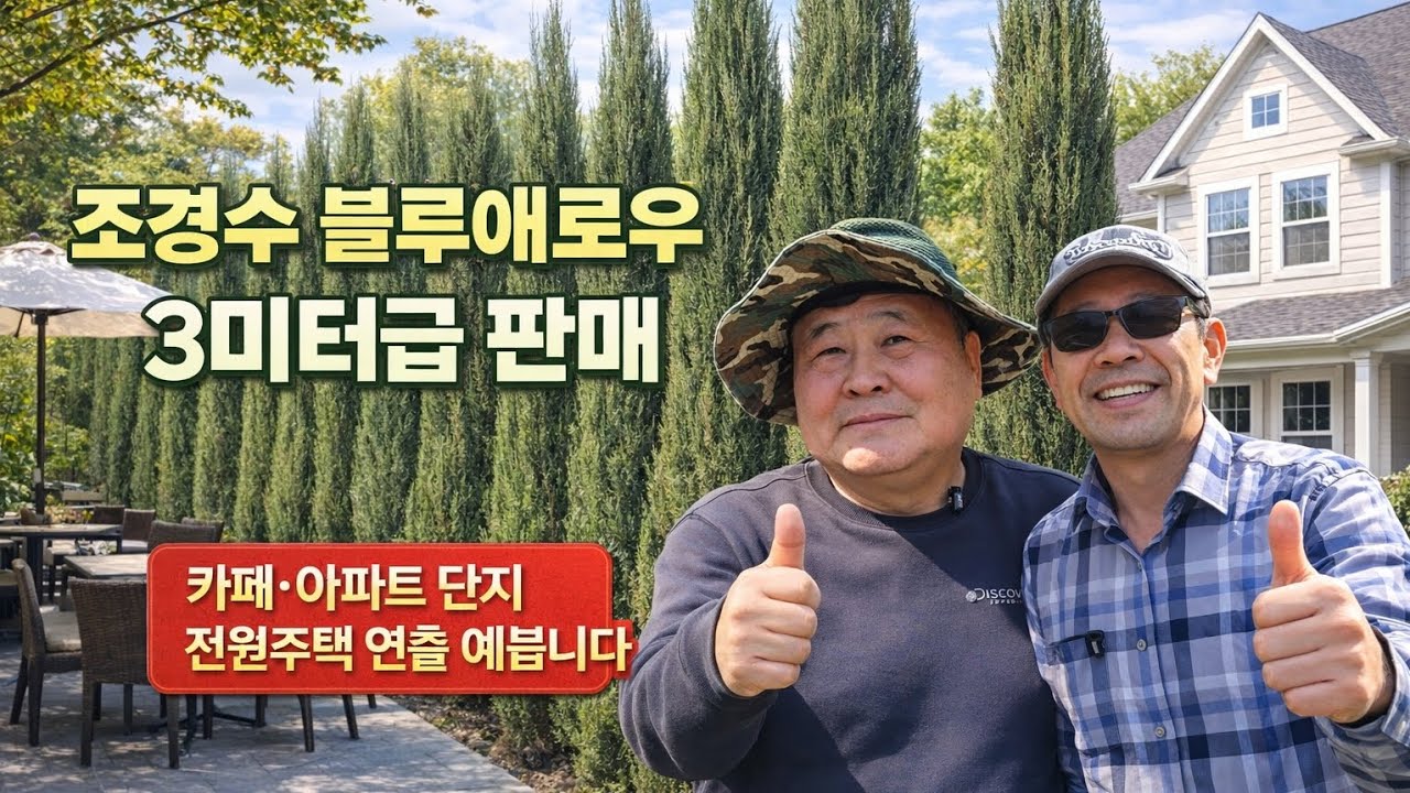 조경수 블루애로우 3미터급 판매｜카페·전원주택 연출 끝판왕