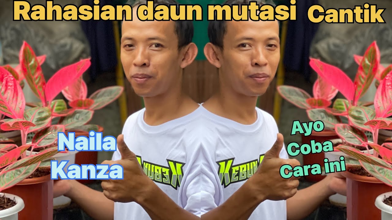 Cara bikin  daun aglonema bermutasi cantik