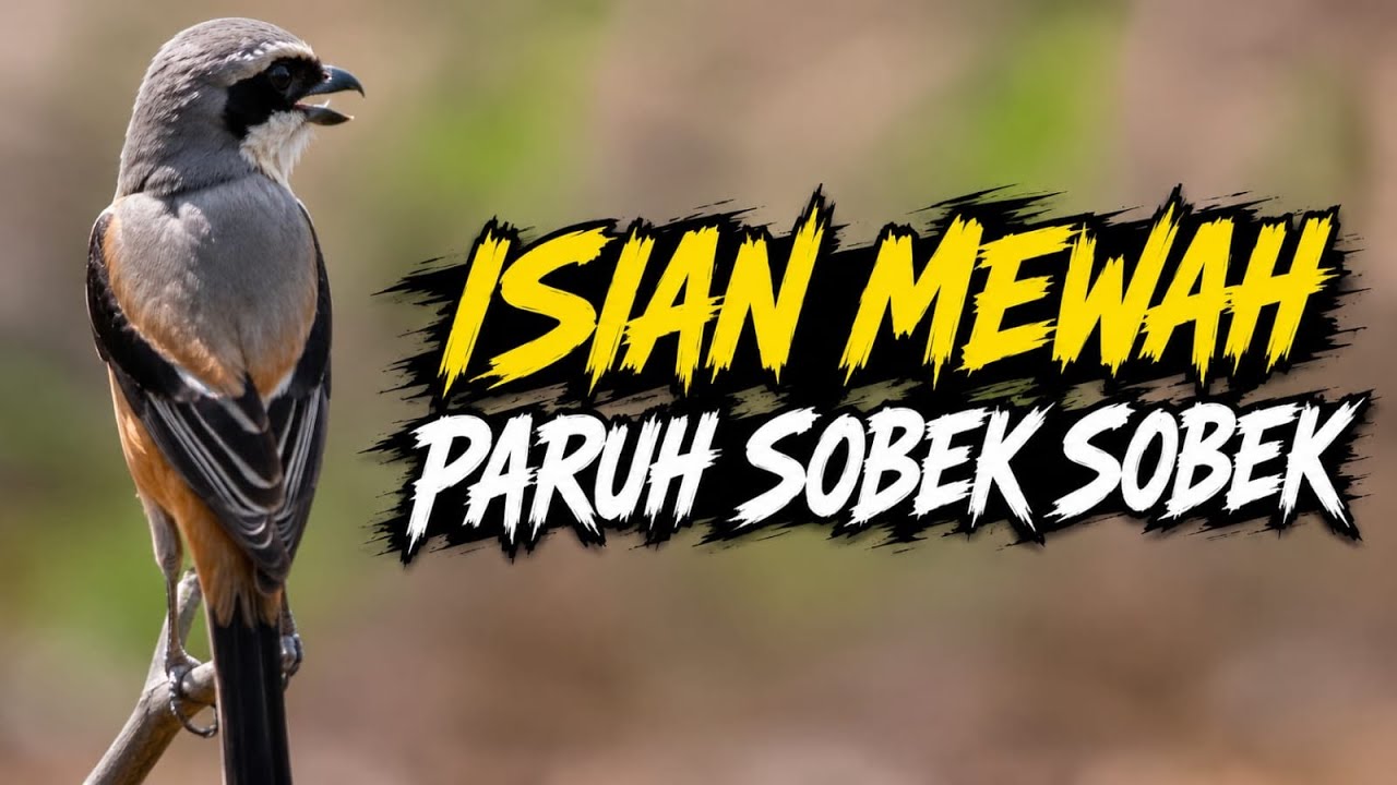 CENDET GACOR FULL ISIAN MEWAH NEMBAK MENJERIT - JERIT