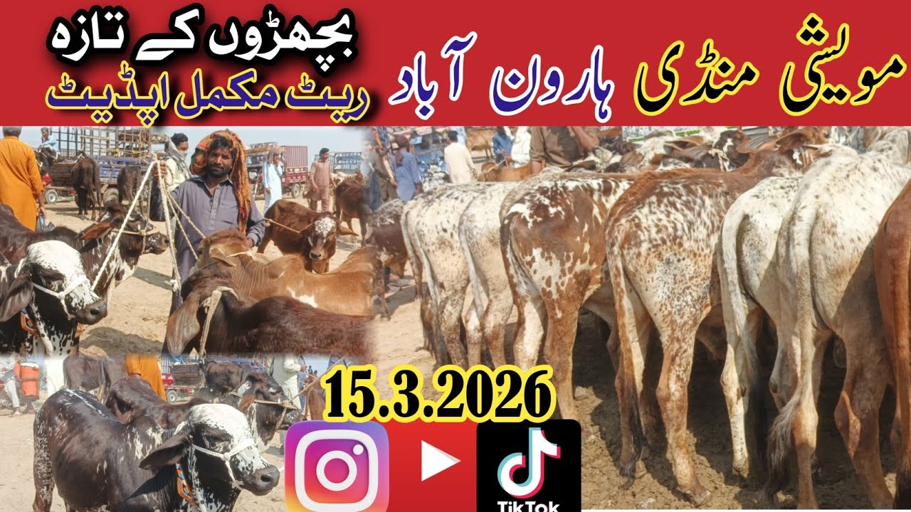 Haroonabad Maweshi Mandi | Qavi Baba Bahawalnagar Bachray Price Update 2026 | Qurbani Animals Rate