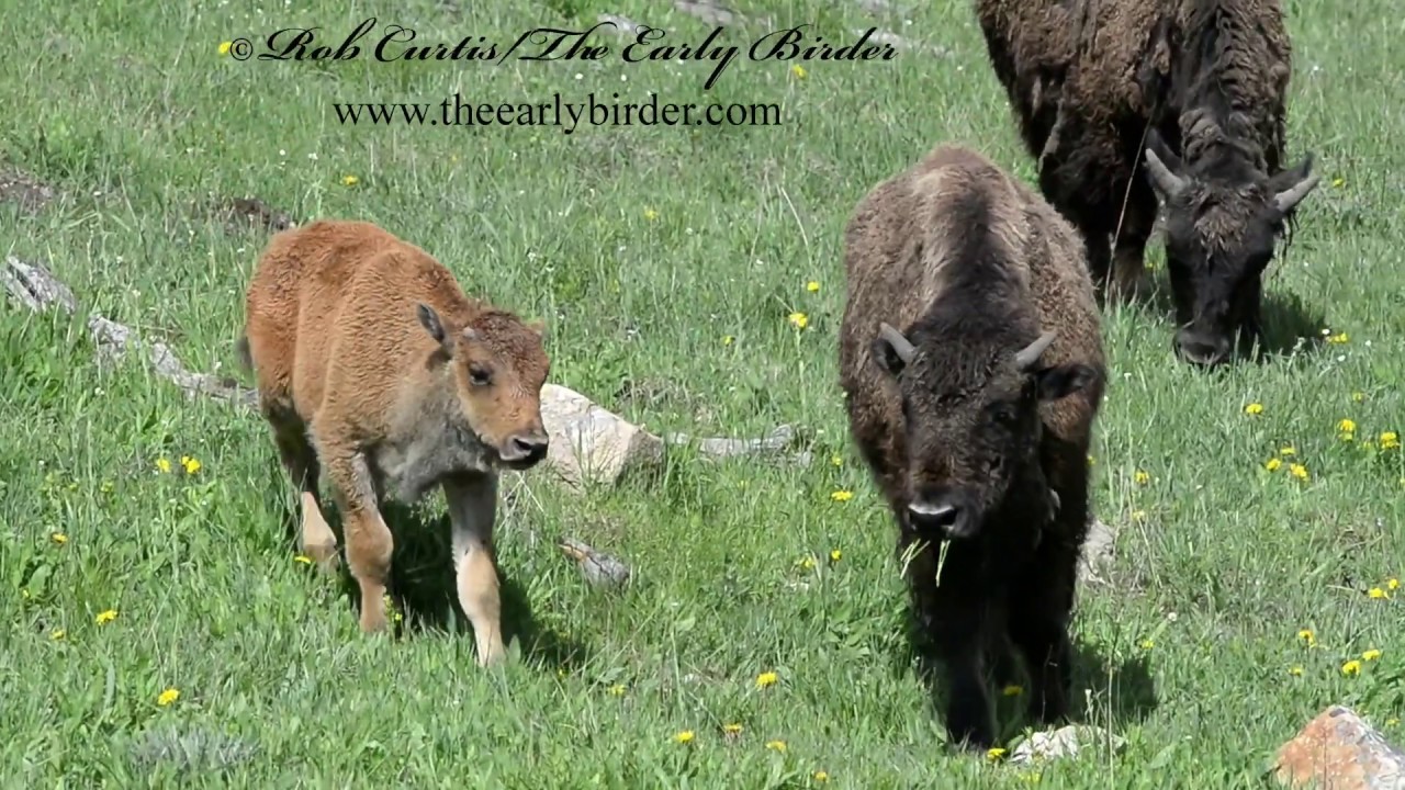 AMERICAN BISON Bison bison , herds, calves, fighting