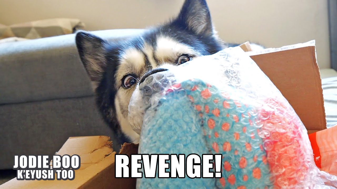 Husky Tripped Up By Boxes And Gets Revenge!