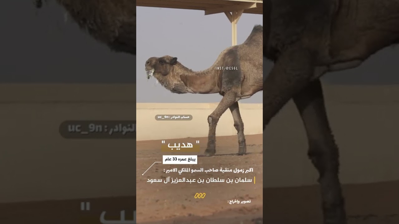 زمول منقية صاحب السمو الملكي الامير: سلمان بن سلطان بن عبدالعزيز آل سعود