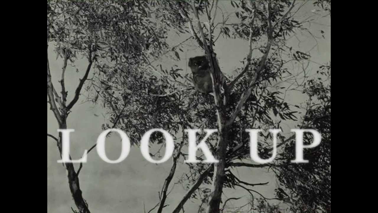 Drop Bear Warning Uncovered in Archives