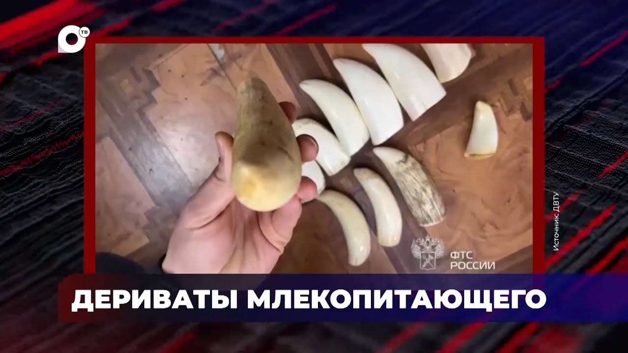 В порядке! / Вывоз беспозвоночных / Дериваты млекопитающего / Контрабанда камня / 19.04.24