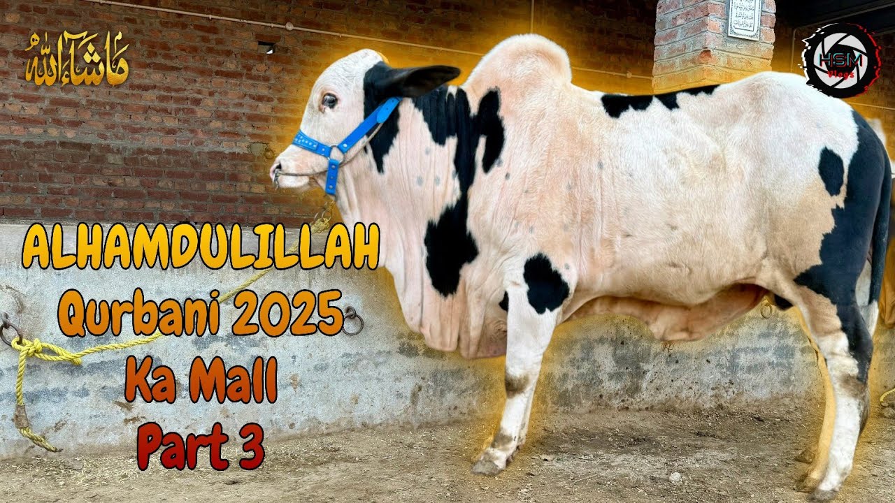 HSM Vlogs MASHA ALLAH ALHAMDULILLAH | Qurbani 2025 ka Mall Part 3