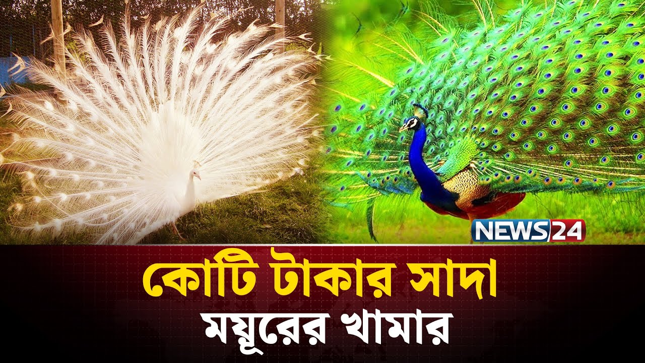 সাদা ময়ূরের খামার করে বাজিমাত | NEWS24 Special