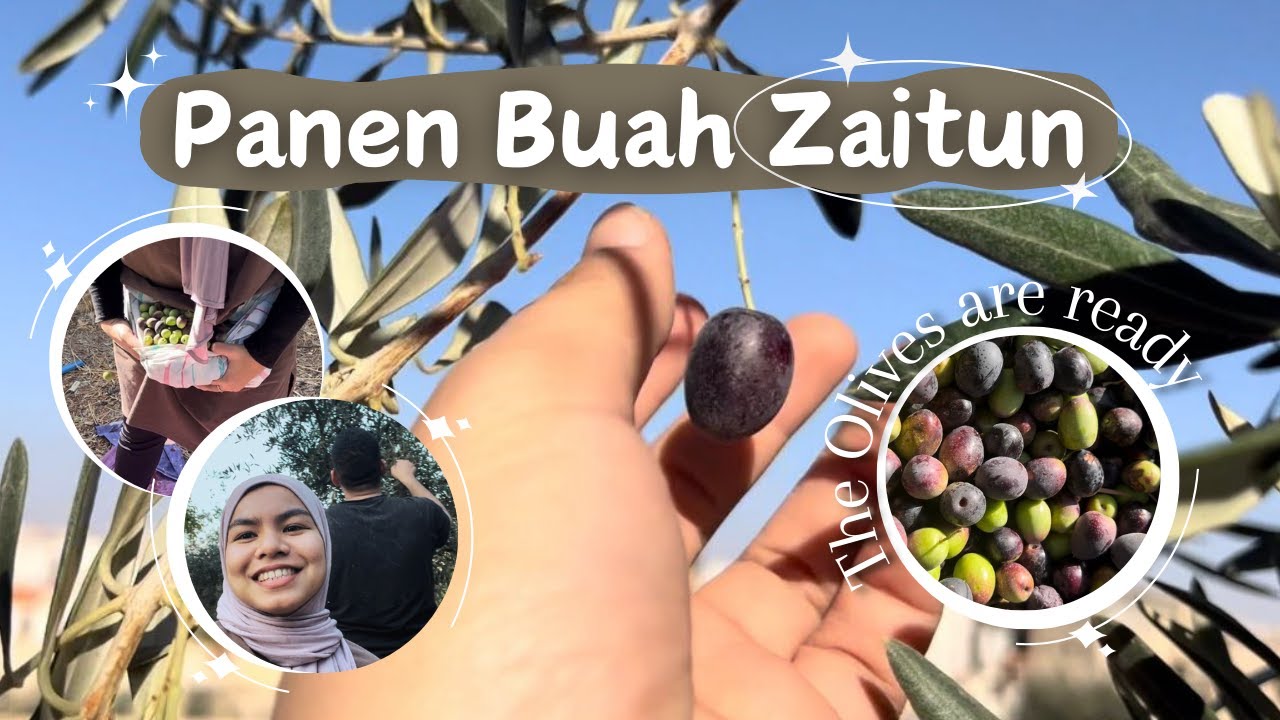 PANEN BUAH ZAITUN DI JORDAN 🇯🇴 PART 1| OLIVES HARVEST 🫒