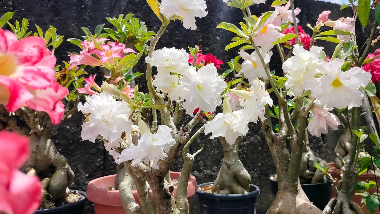Cuidado das minhas plantas 🌹