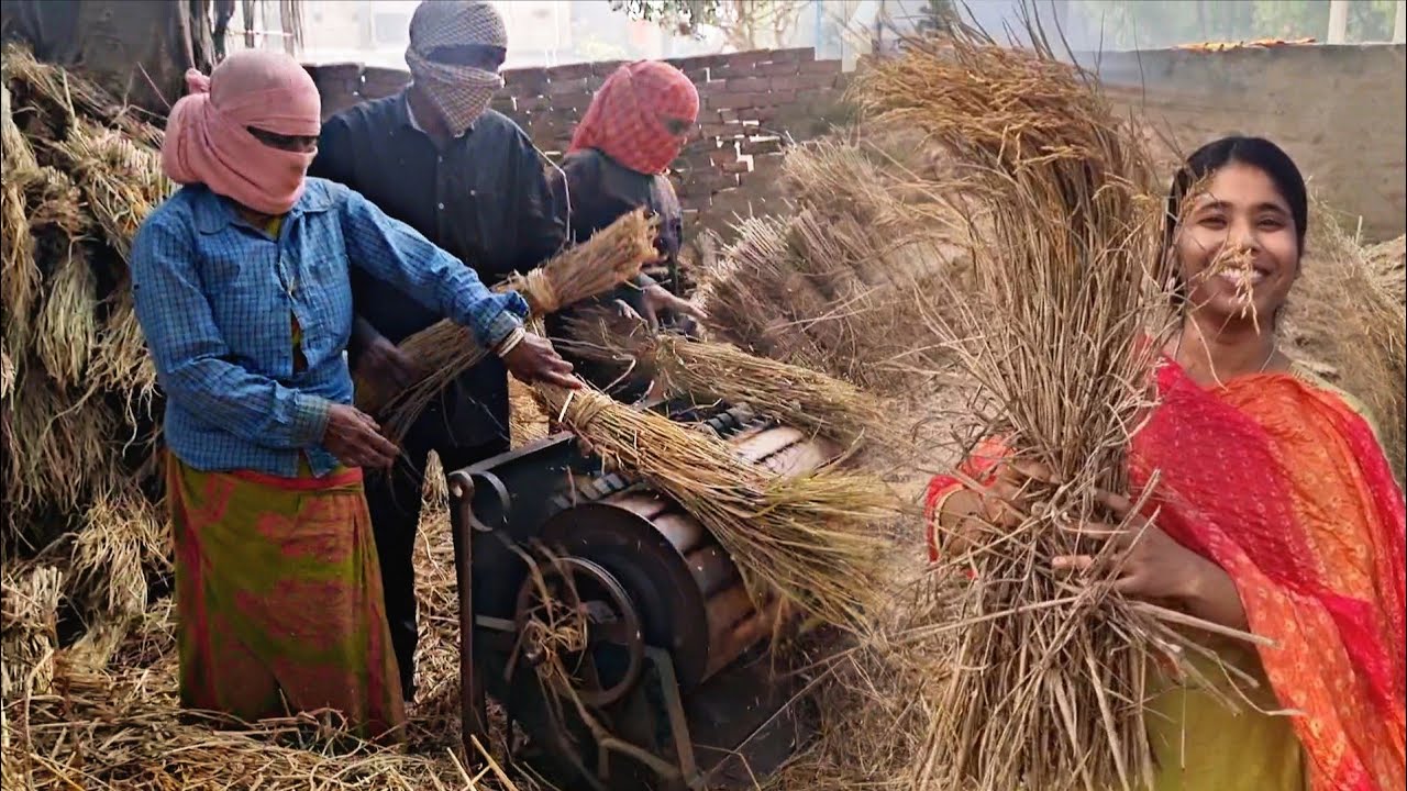    llশৈশবের স্মৃতি গ্রামের ধান ঝাড়াই ll 🌾🌾