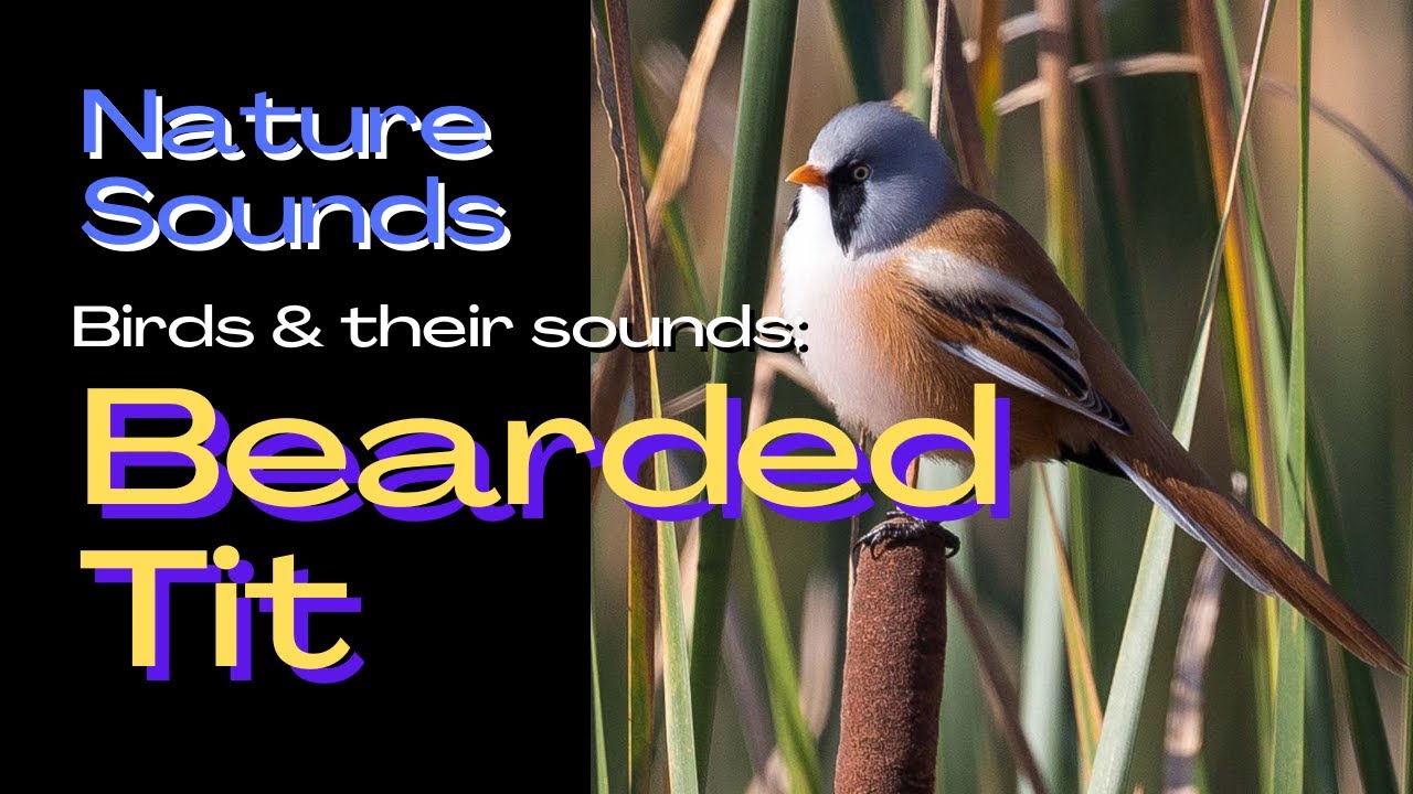 RSPB Bird Song Identifier : Bearded Tit. UK Birds - Bird Sounds, Singing and their calls