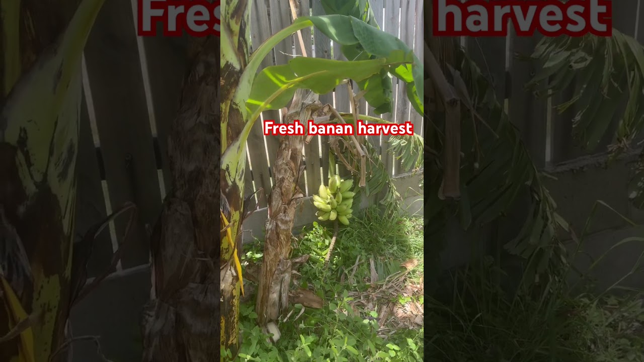 Fresh banana harvest